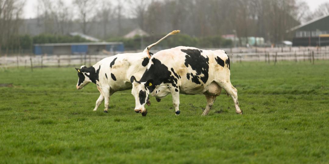 Koeien springen in de wei