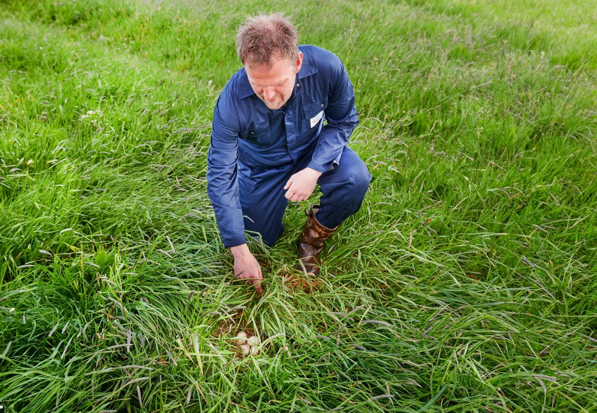 Boer Bert bij een vogelnest