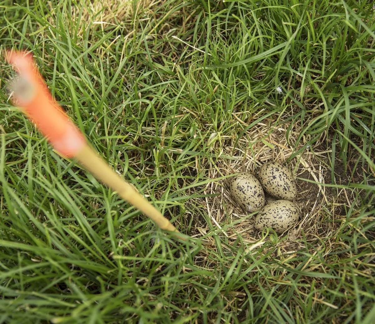 Voor een betere morgen natuur eieren