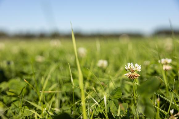 Campina & natuur